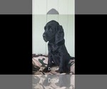 Small Photo #10 Labrador Retriever-Majestic Tree Hound Mix Puppy For Sale in ELLENSBURG, WA, USA