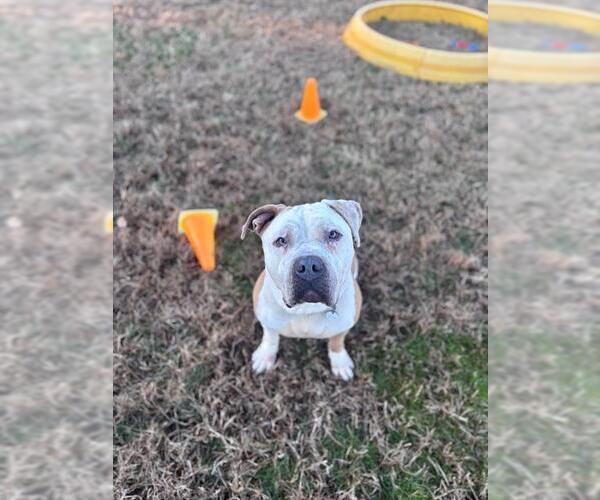 Medium Photo #2 American Bulldog-Unknown Mix Puppy For Sale in Forestville, MD, USA