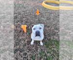 Small #1 American Bulldog Mix