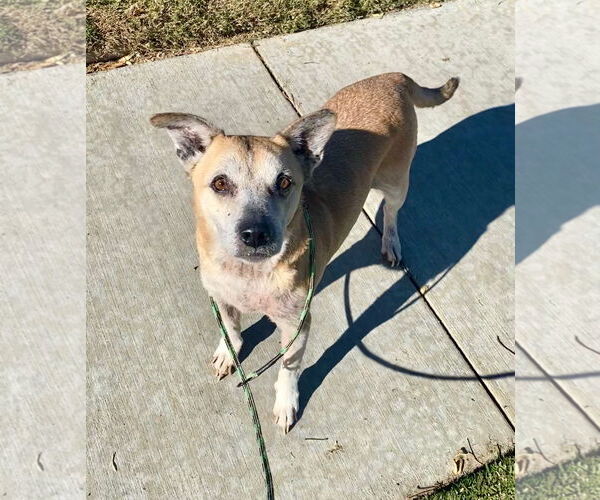 Medium Photo #3 Labrador Retriever-Unknown Mix Puppy For Sale in Newport Beach, CA, USA