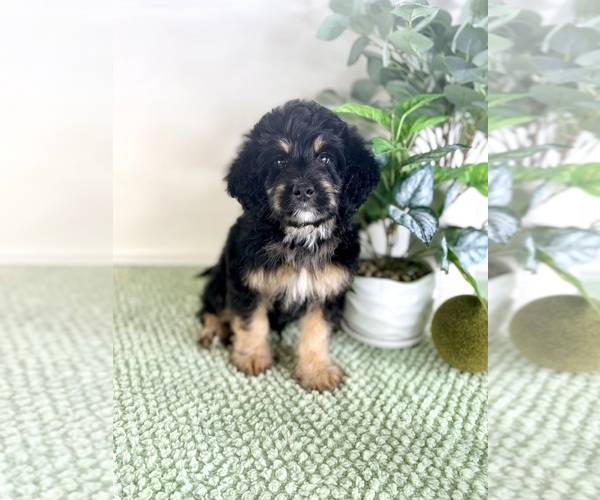 Medium Photo #2 Bernedoodle (Miniature) Puppy For Sale in GREENFIELD, IN, USA