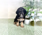 Small #1 Bernedoodle (Miniature)