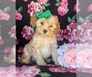 Cavachon-Poodle (Miniature) Mix Puppy for sale in AIRVILLE, PA, USA