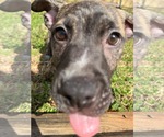 Small #7 Labrador Retriever-Plott Hound Mix
