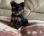 Small Photo #7 Yorkshire Terrier Puppy For Sale in WATERLOO, IA, USA