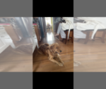 Small Photo #1 Golden Retriever Puppy For Sale in SOUTHPORT, NC, USA