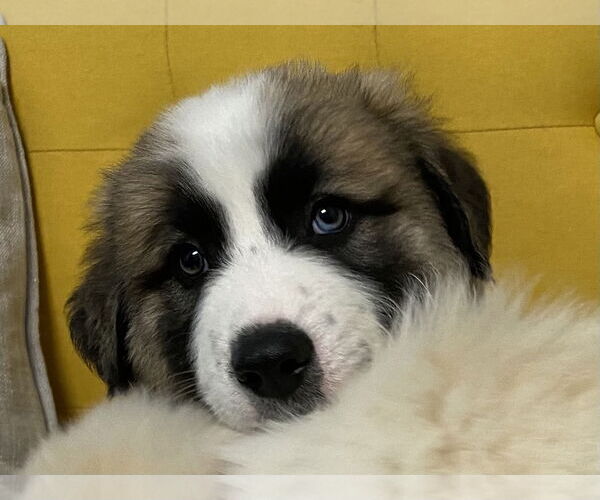 Medium Photo #13 Great Pyrenees-Unknown Mix Puppy For Sale in Houston, TX, USA