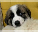 Small #12 Great Pyrenees Mix