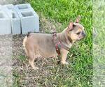 Small Photo #1 French Bulldog Puppy For Sale in MIAMI, FL, USA