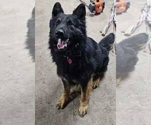 Father of the German Shepherd Dog puppies born on 11/05/2025