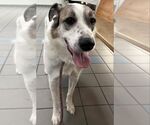 Small Great Pyrenees Mix