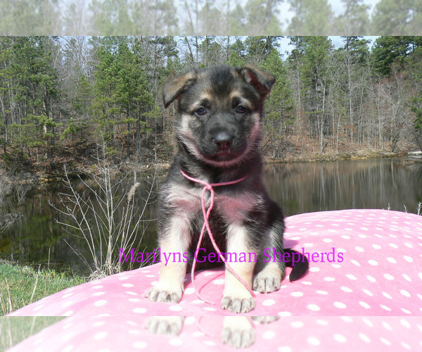 Medium Photo #1 German Shepherd Dog Puppy For Sale in PIEDMONT, MO, USA