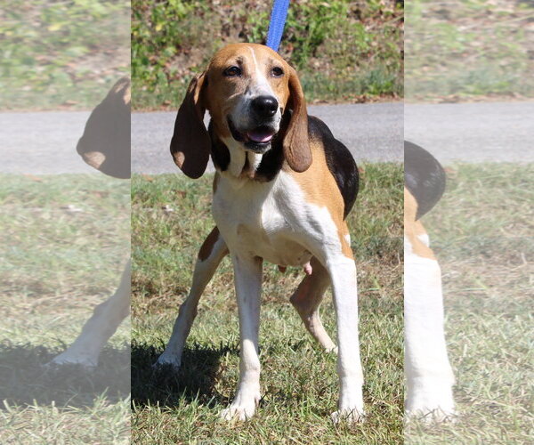 Medium Photo #4 Treeing Walker Coonhound Puppy For Sale in Prattville, AL, USA