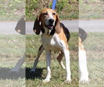 Small #3 Treeing Walker Coonhound