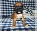 Small Photo #2 Boxer Puppy For Sale in CABOOL, MO, USA