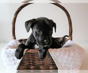 Labrador Retriever Puppy for sale in LANSING, MI, USA