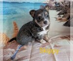 Image preview for Ad Listing. Nickname: Skippy ACA