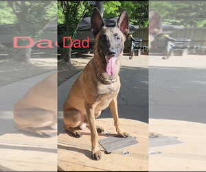 Father of the Belgian Malinois puppies born on 03/29/2023