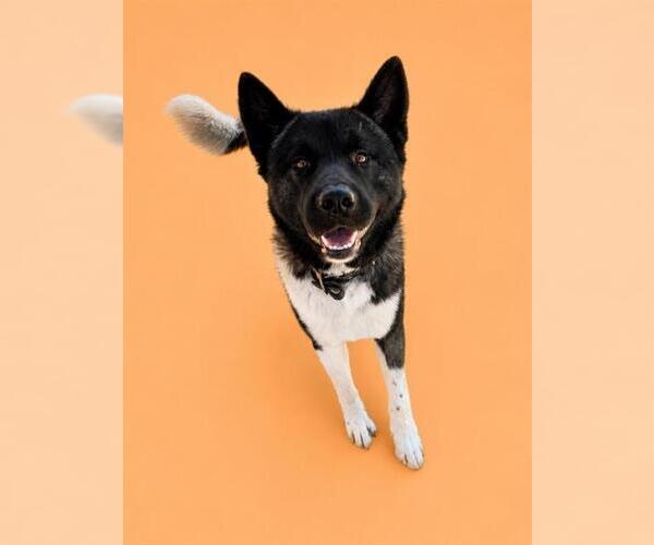 Medium Photo #2 Akita Puppy For Sale in HESPERIA, CA, USA