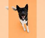 Small #1 Akita