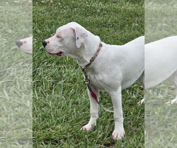 Medium Photo #4 American Bulldog Puppy For Sale in MARYVILLE, MO, USA