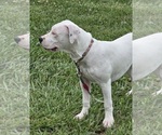 Small Photo #4 American Bulldog Puppy For Sale in MARYVILLE, MO, USA