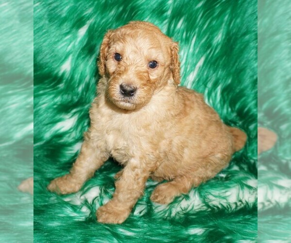Medium Photo #1 Labradoodle Puppy For Sale in LA HABRA, CA, USA