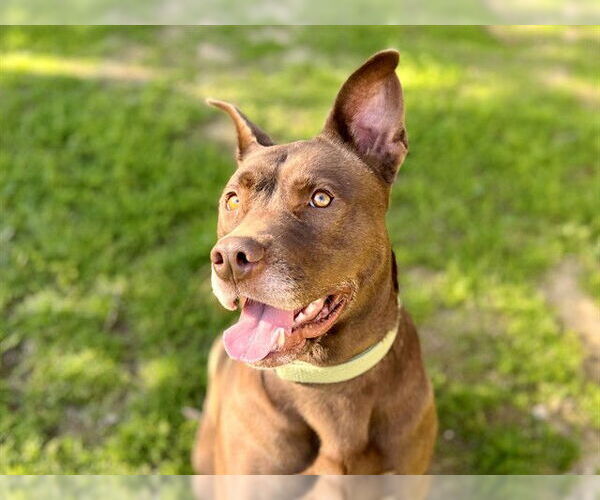 Medium Photo #1 Mutt Puppy For Sale in Ojai, CA, USA