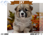 Puppy Sky Pembroke Welsh Corgi