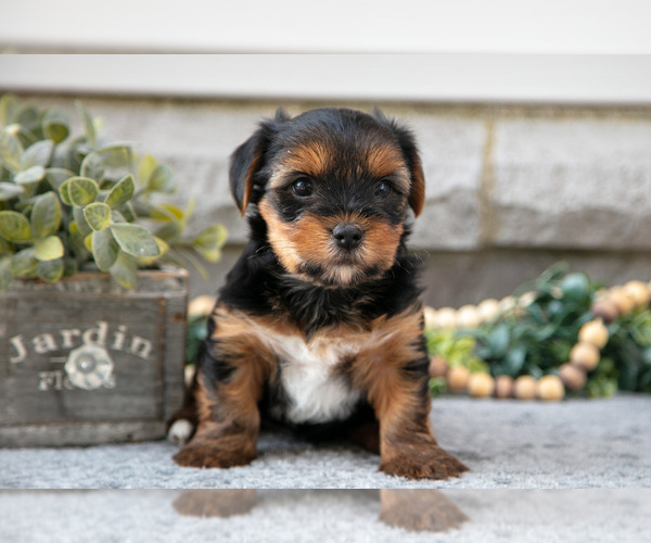 Medium Photo #2 Yorkshire Terrier Puppy For Sale in NAPPANEE, IN, USA