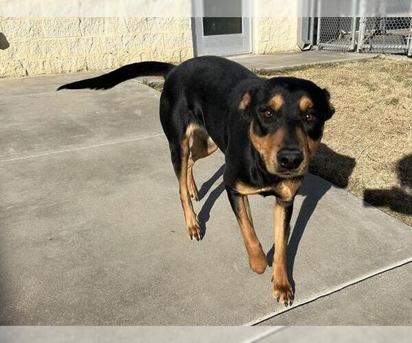 Medium Photo #2 Doberman Pinscher-Unknown Mix Puppy For Sale in Grand Prairie, TX, USA