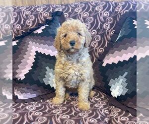 Goldendoodle (Miniature) Puppy for sale in ROCKVILLE, IN, USA