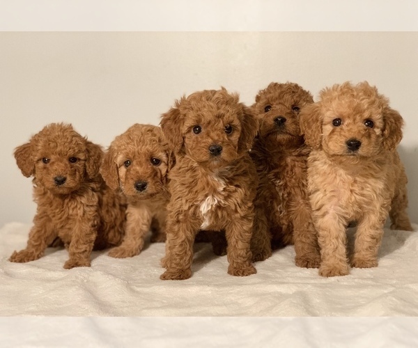 Medium Photo #3 Goldendoodle-Poodle (Miniature) Mix Puppy For Sale in NEWPORT, PA, USA