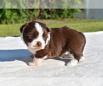 Small #5 Auss-Tzu