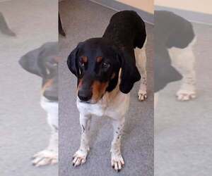Mutt Dogs for adoption in Low Moor, VA, USA