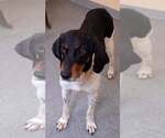 Small Mutt