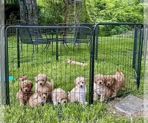 Goldendoodle (Miniature) Puppy for Sale in MURFREESBORO, Tennessee USA