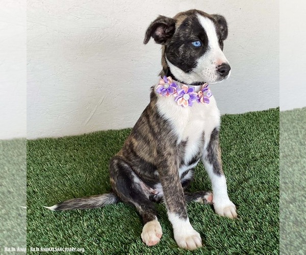 Medium Photo #2 Mutt Puppy For Sale in San Diego, CA, USA