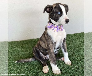 Francine - Female Mutt Dog for Adoption - Photo #2
