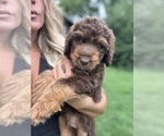 Small #1 Aussiedoodle Miniature 