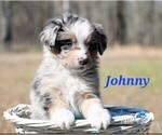 Puppy Johnny Miniature Australian Shepherd