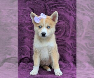 Pomsky Puppy for sale in QUARRYVILLE, PA, USA