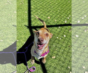 Bebe - Female Chihuahua Dog for Adoption - Photo #3