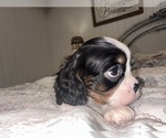 Small #1 Cavalier King Charles Spaniel