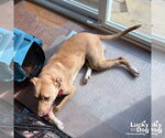 Small #5 Labrador Retriever Mix