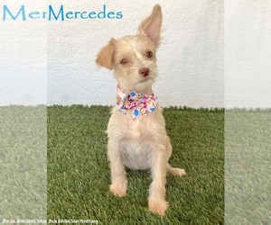 Jack Russell Terrier-Unknown Mix Dogs for adoption in San Diego, CA, USA
