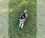 Small Photo #1 Siberian Husky Puppy For Sale in CARROLLTON, VA, USA