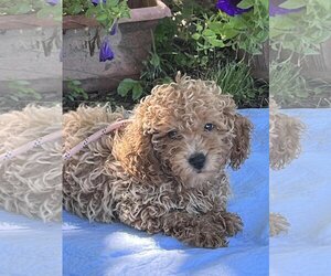Cavapoo Dogs for adoption in HOPKINSVILLE/PRINCETON, KY, NH, USA