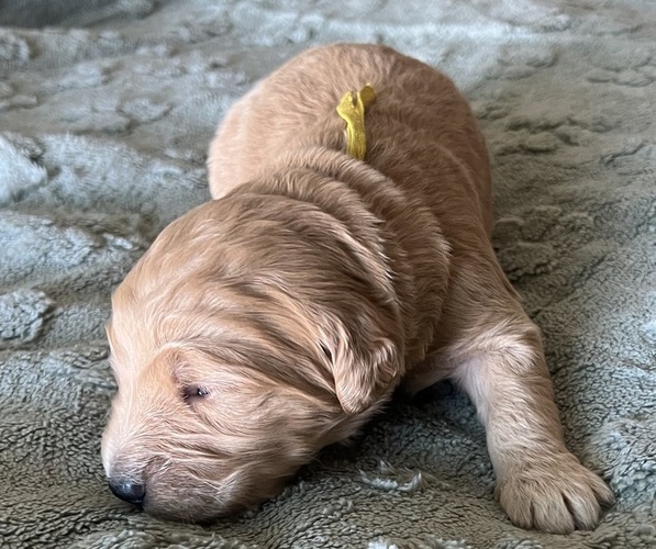 Medium Photo #5 Goldendoodle Puppy For Sale in PHOENIX, AZ, USA