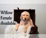 Small Photo #6 Goldendoodle Puppy For Sale in GR, MI, USA
